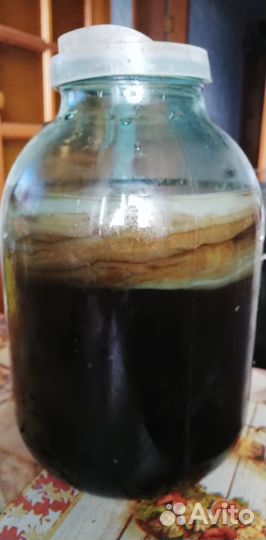 Чайный гриб