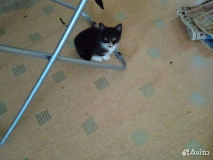 Котята от домашней кошки