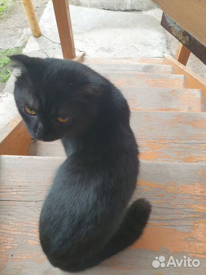 Кот в дар