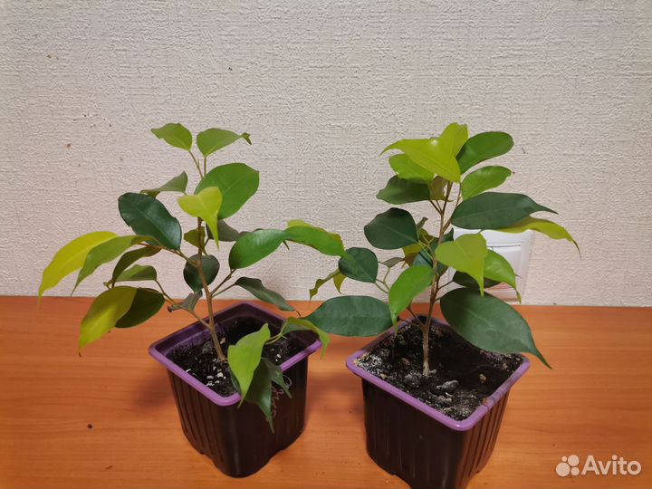 Фикусы Бенджамина, Триагулярис Грин