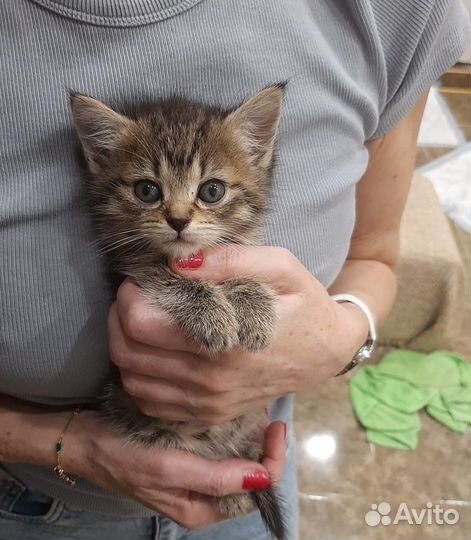 Котята в добрые руки бесплатно