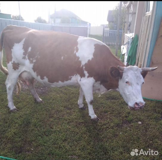 Корова симментальская