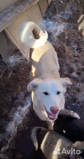 Собака в добрые руки