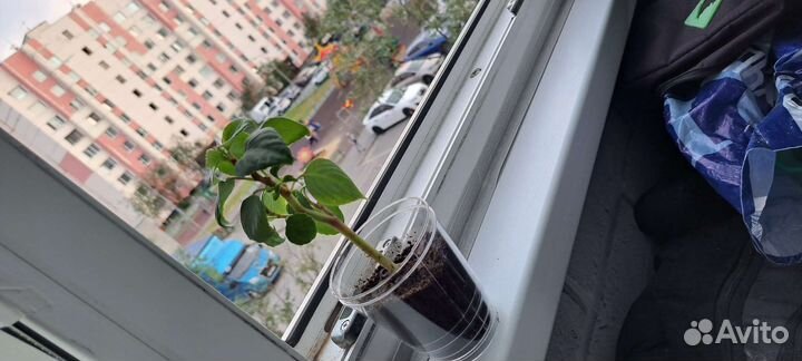 Бальзамин или ванька мокрый