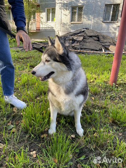 Сибирский хаски