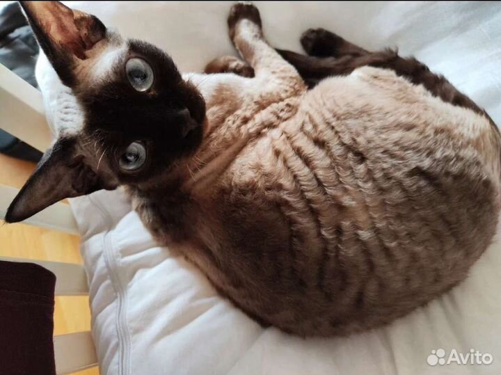 Кот девон-рекс, чудесный характер