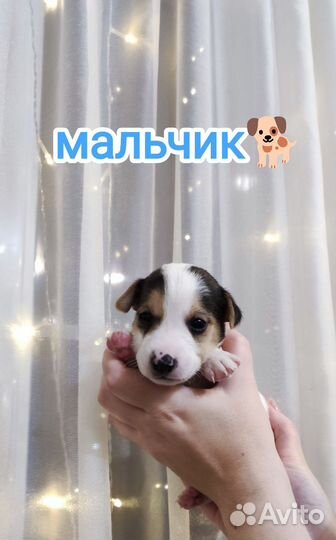 Щенки Джек Рассел терьер