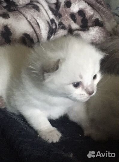 Невские маскарадные котята