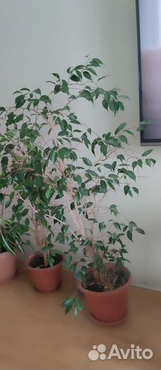 Продам цветы комнатные