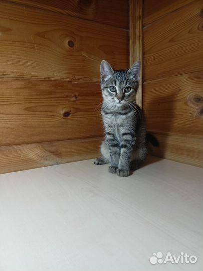 Отдаю котенка в добрые руки