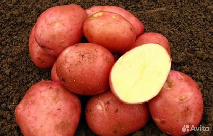 Огурцы солёные, капуста солёная, картофель
