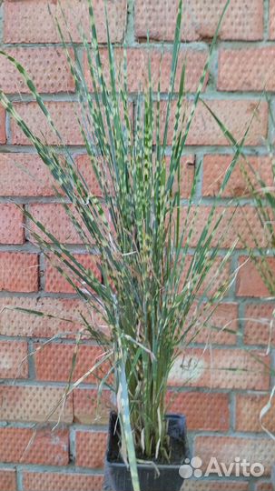 Мискантус Гном