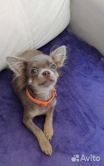 Чихуахуа мини