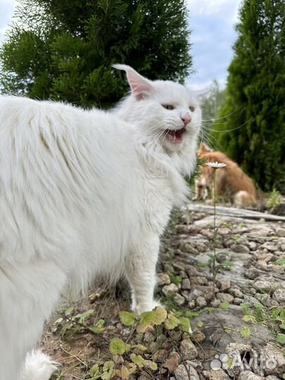 Мейн-кун вязка