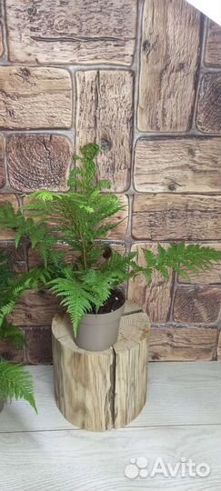 Папоротник (циатея) Автралис 12/30