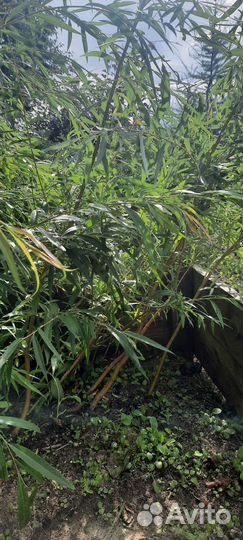 Саженцы ивы плакучей около 1м, из грунта