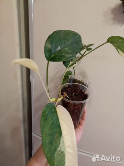 Эпипремнум пиннатум вайт