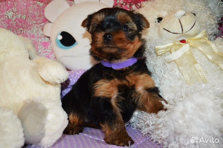 Йоркширский терьер