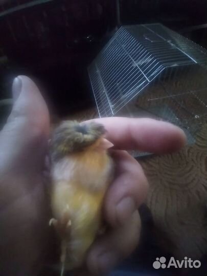 Канарейка самка 