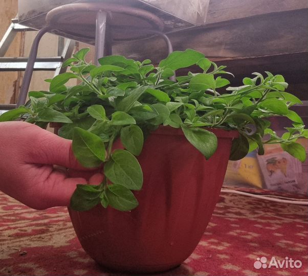 Петунии Тайделы гиганты, и другие сорта