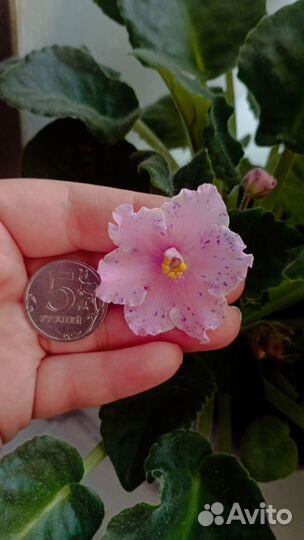 Кустик фиалки