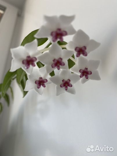 Излишки комнатных растений: хойя,бегония и др