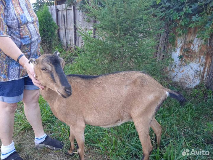 Коза дойная Альпийская. Коза дойная Ламанча