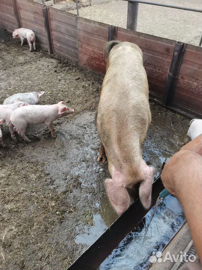 Поросята породы ландрас