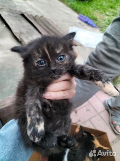 Три котенка (девочки)