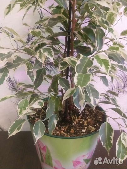 Фикус твайлайт