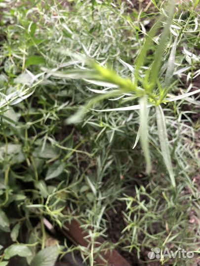 Эстрагон тархун, мята, хрен