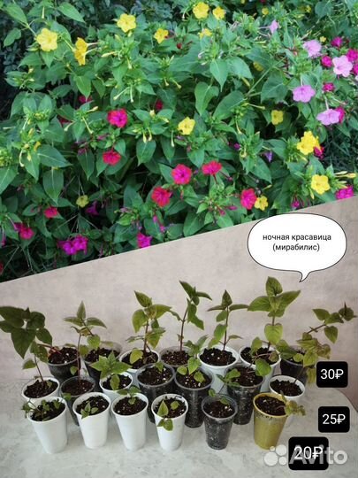 Цветы для дачи