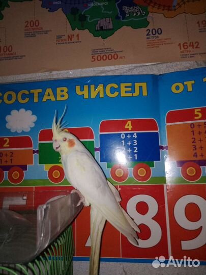 Попугай Корел