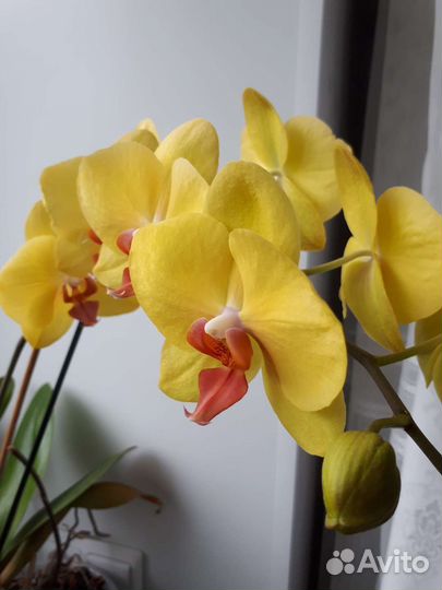 Орхидея фаленопсис
