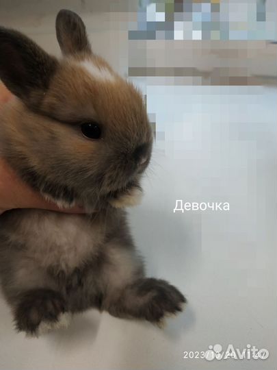 Декоративные карликовые кролики