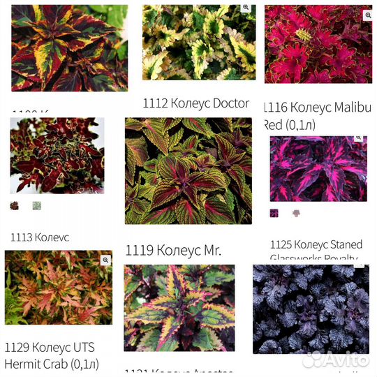 Колеусы сортовые