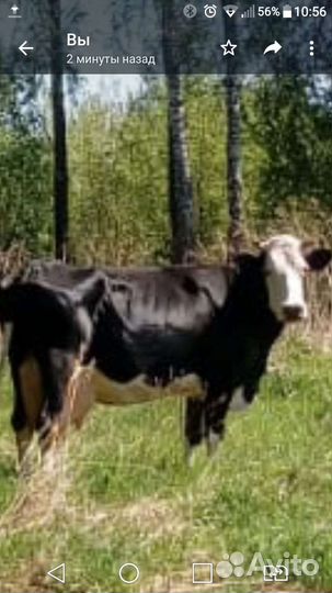 Корова дойная