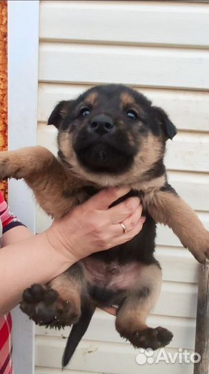 Отдам в добрые руки щенков