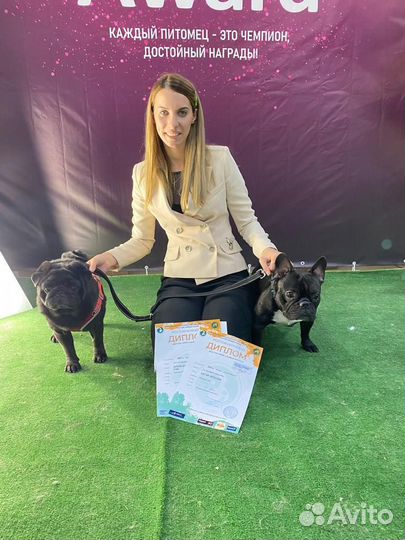 Французский бульдог вязка кобель