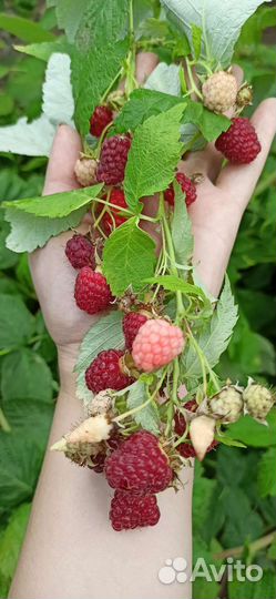 Саженцы малины