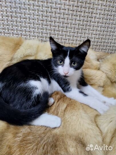 Котята в добрые руки бесплатно