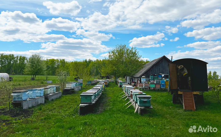 Пчеломатки бакфаст, карника ф1