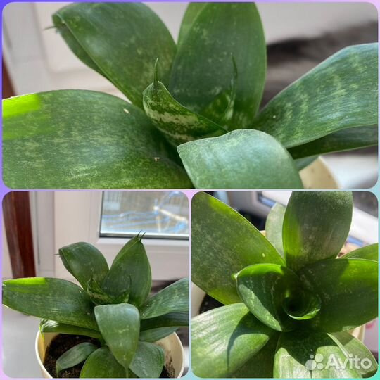 Сансевиерия ханни (тёщин язык)