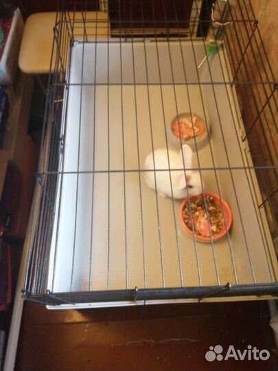 Карликовый кролик