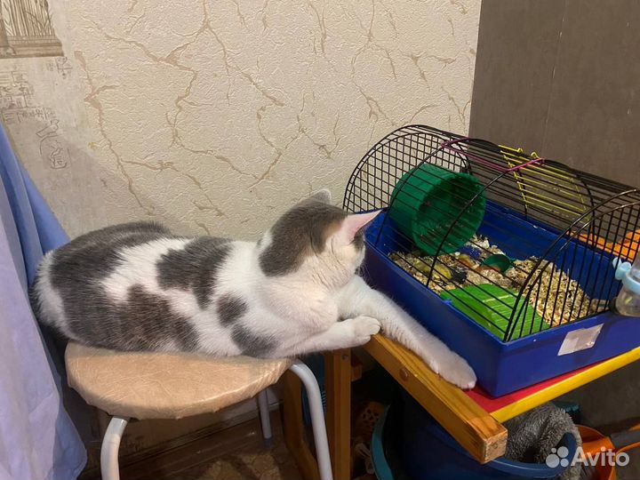 Котики в дар