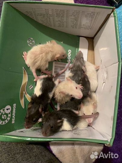 Крыски дамбо