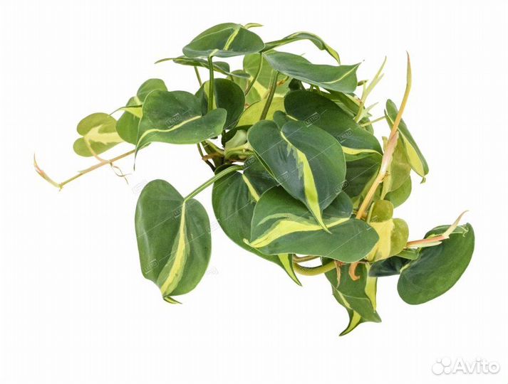 Филодендрон лазящий Бразил Philodendron scandens B