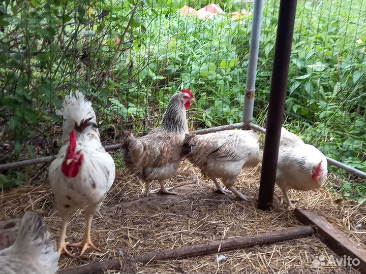 Куры молодки