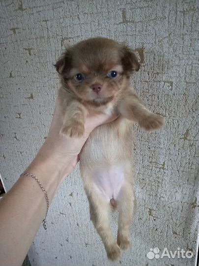 Щенки чихуахуа