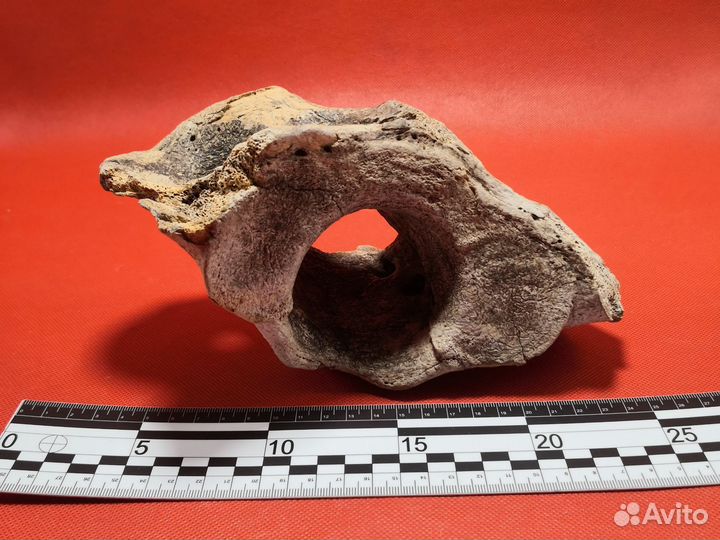 Позвонок плейстоценового животного